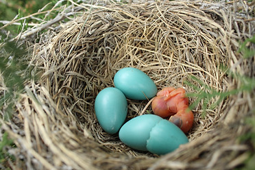 American Robin Nest with three blue eggs and one nestling just hatched.